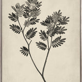 Botanical Splendour VI (Canvas)