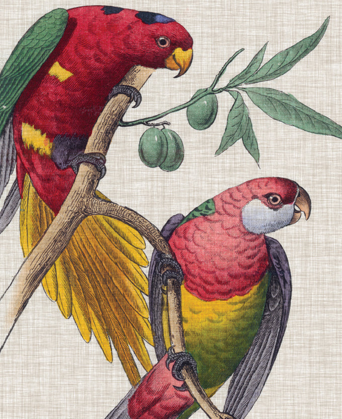 Exotic Parrots I (Canvas)