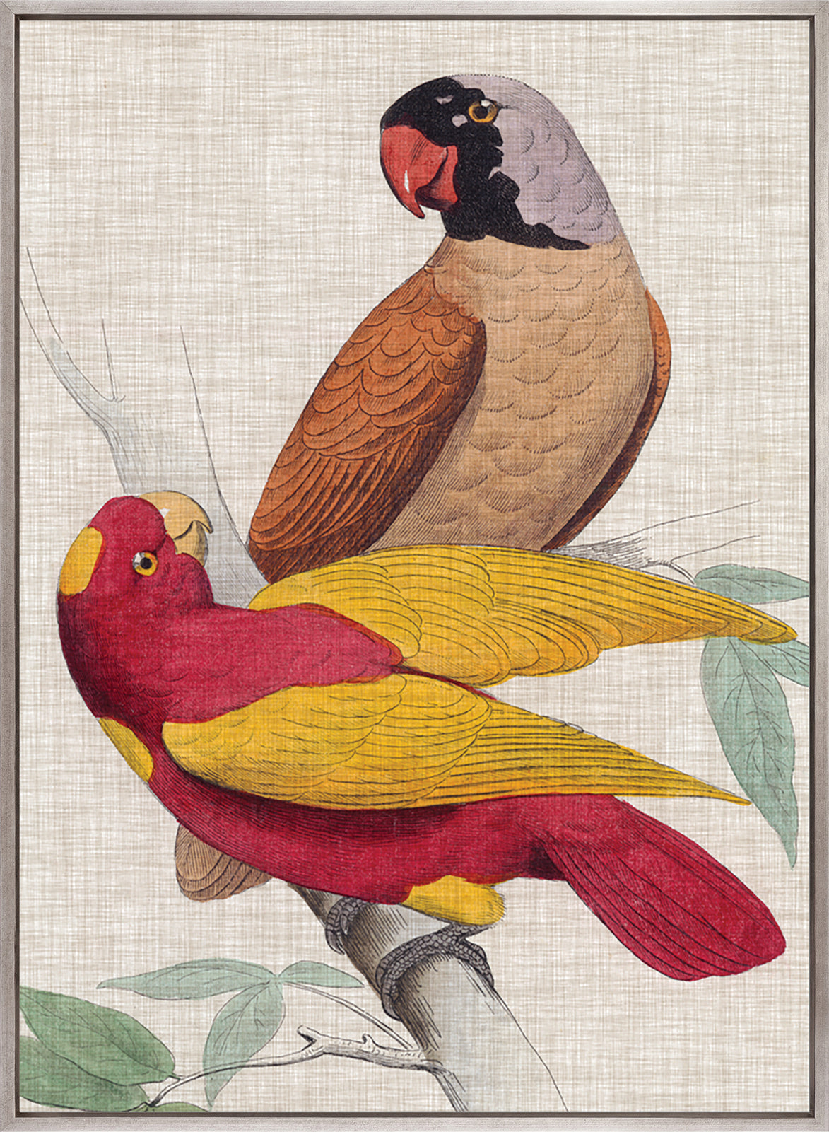 Exotic Parrots II (Canvas)
