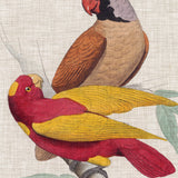 Exotic Parrots II (Canvas) Large (903mm W x 1109mm H)