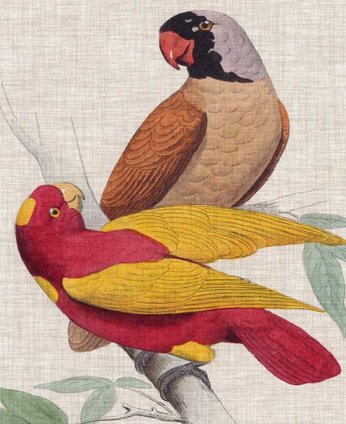 Exotic Parrots II (Canvas)