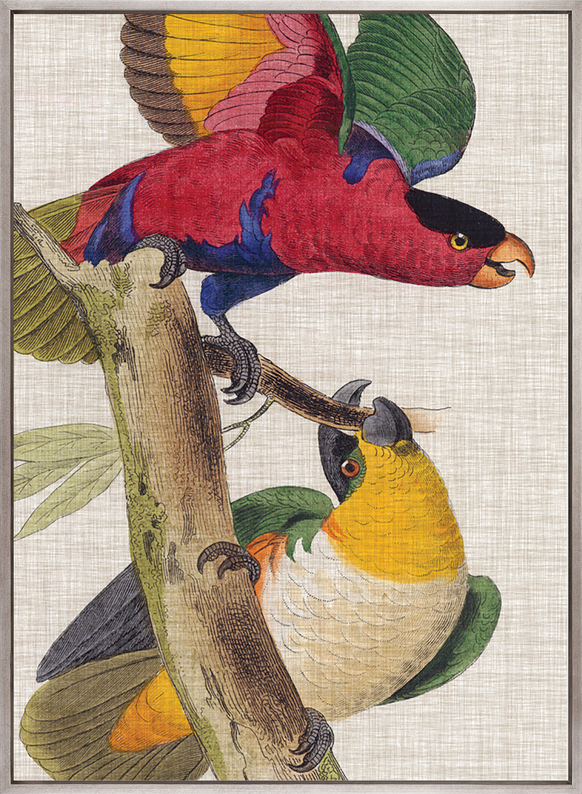 Exotic Parrots III (Canvas)