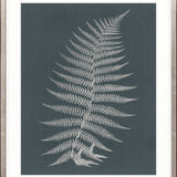 Brenford Fern I