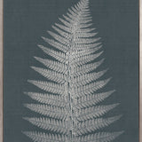Brenford Fern IV (Canvas)
