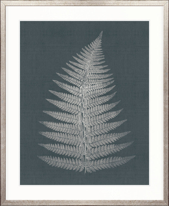 Brenford Fern IV