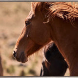 Brumbies I (Canvas) Large (1109mm W x 903mm H)