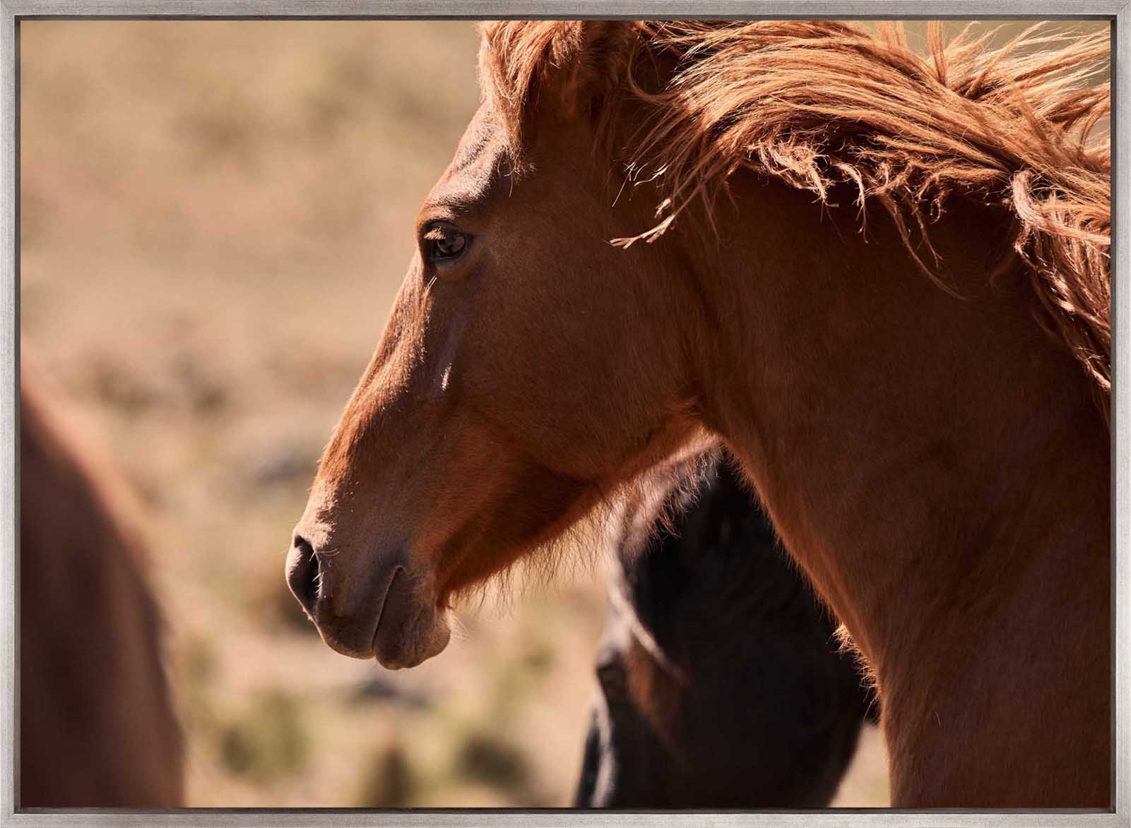 Brumbies I (Canvas)