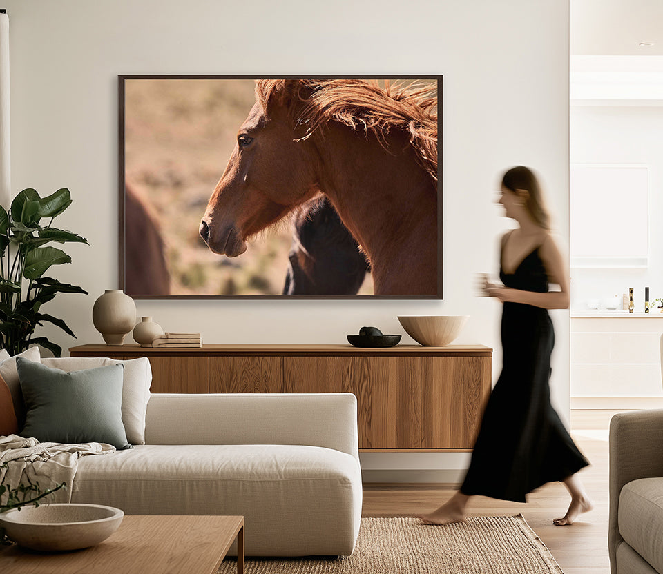 Brumbies I (Canvas)