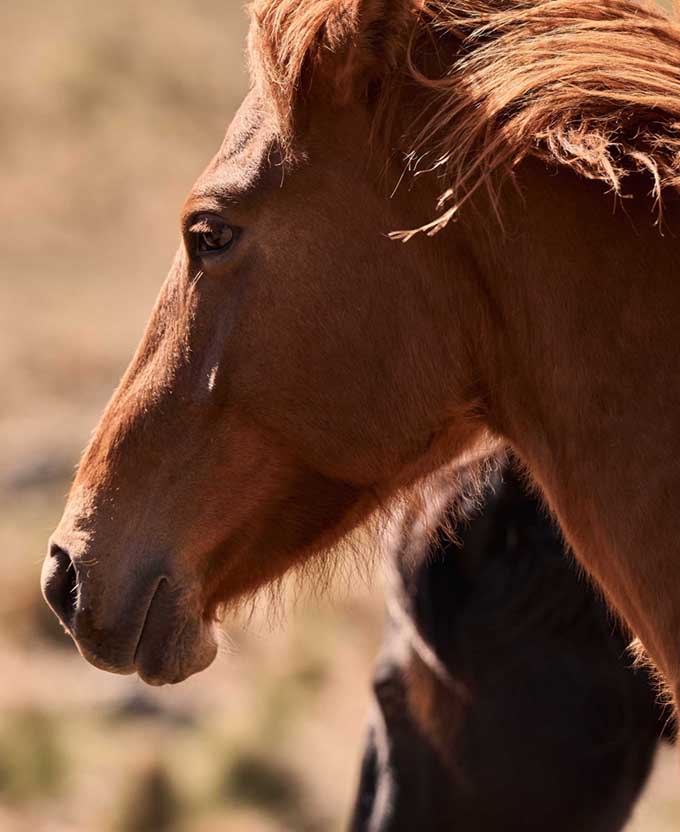 Brumbies I (Canvas)
