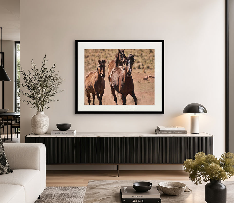 Brumbies X
