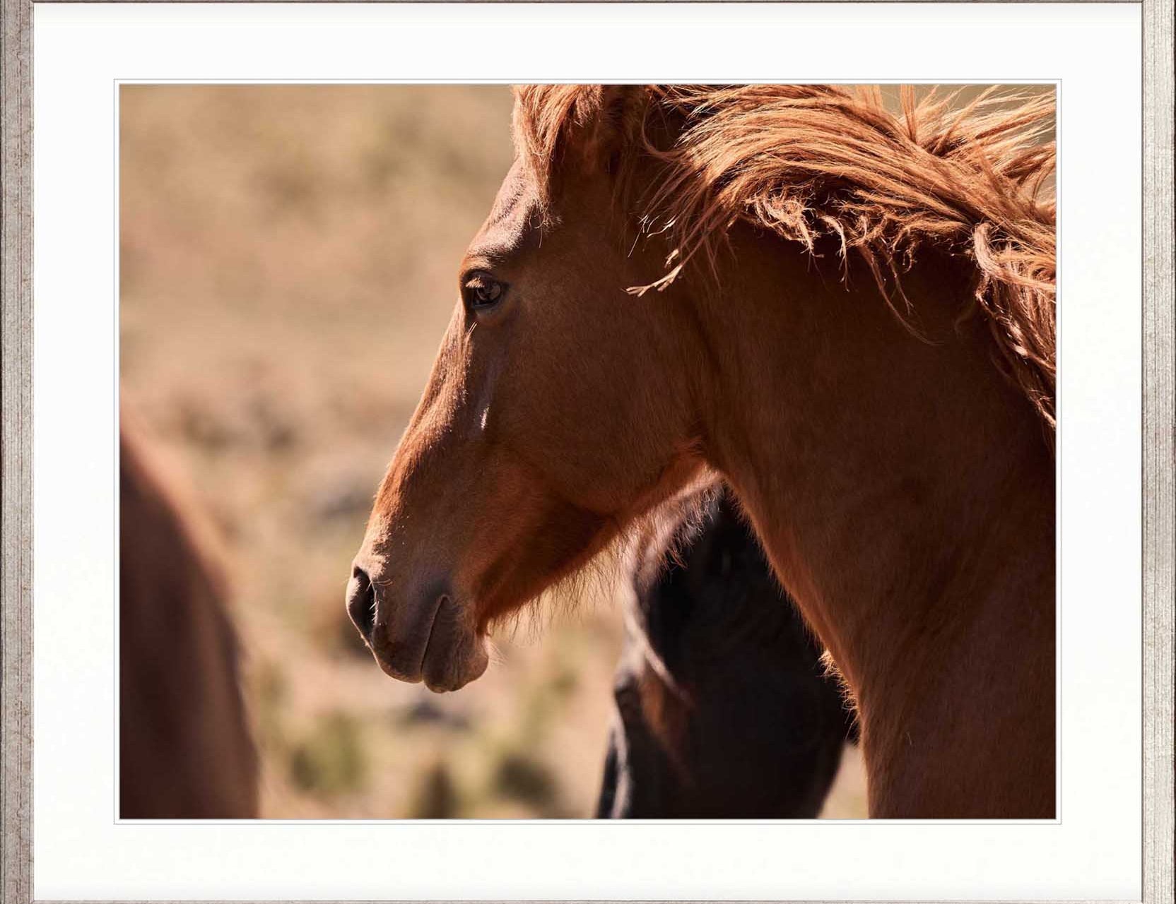 Brumbies I