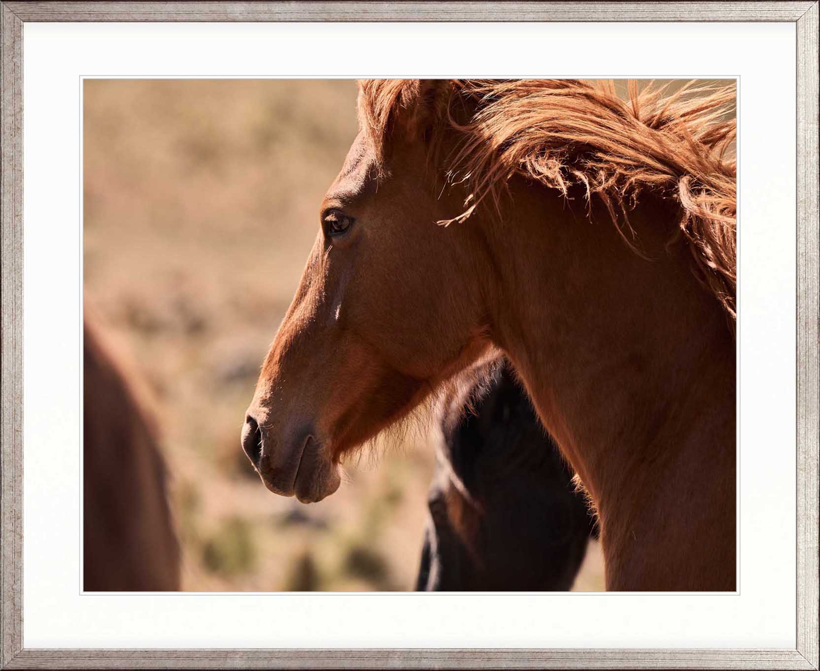 Brumbies I