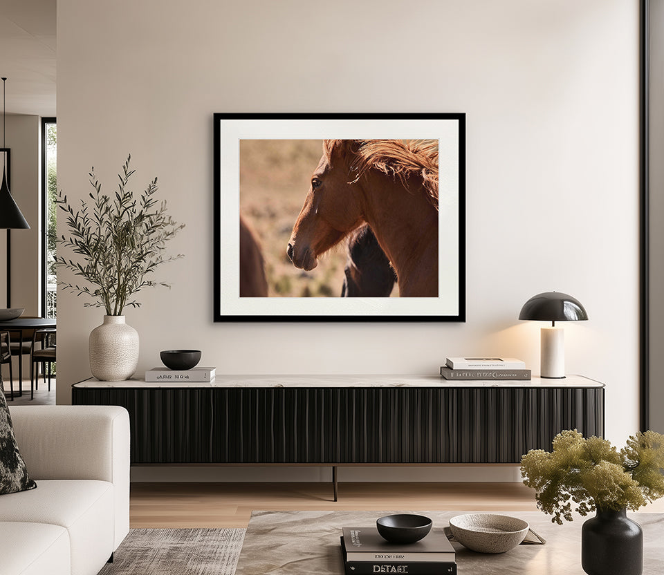 Brumbies I