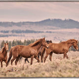 Brumbies II (Canvas) Large (1109mm W x 903mm H)