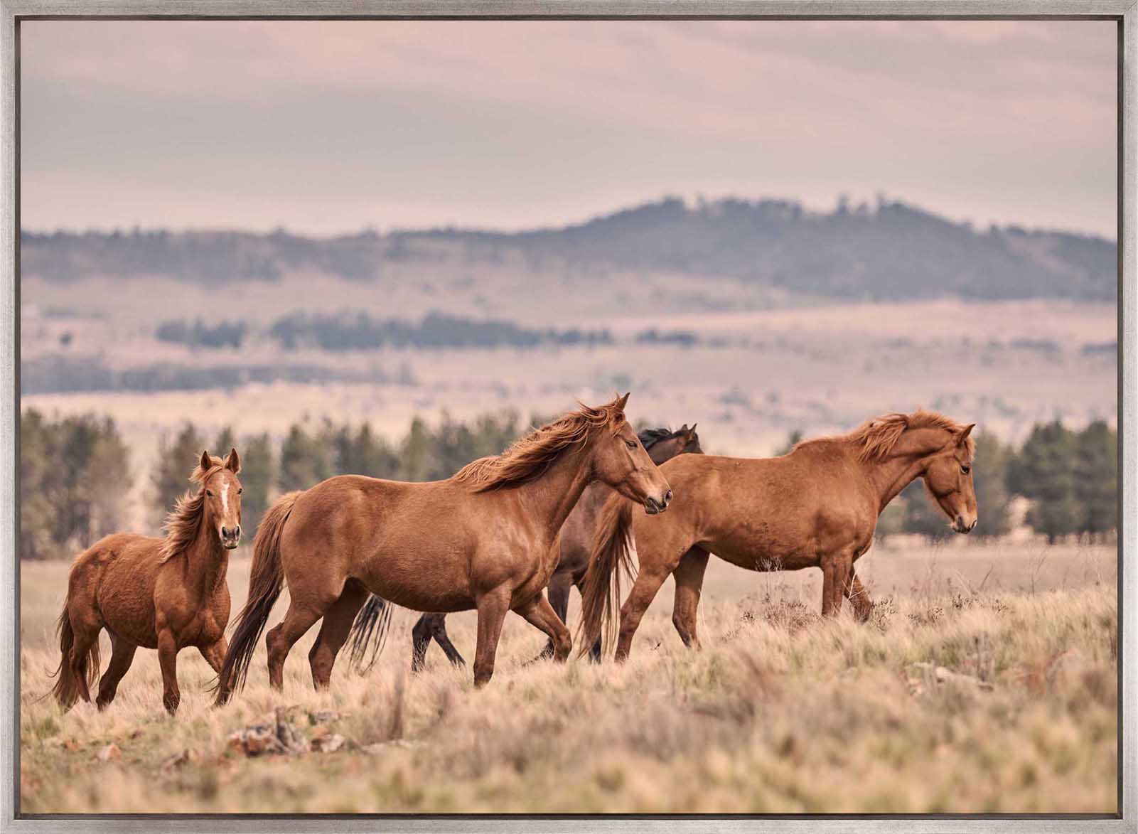 Brumbies II (Canvas)