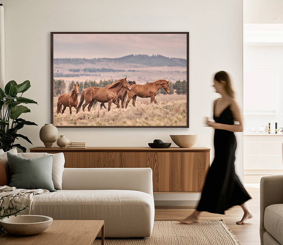 Brumbies II (Canvas)
