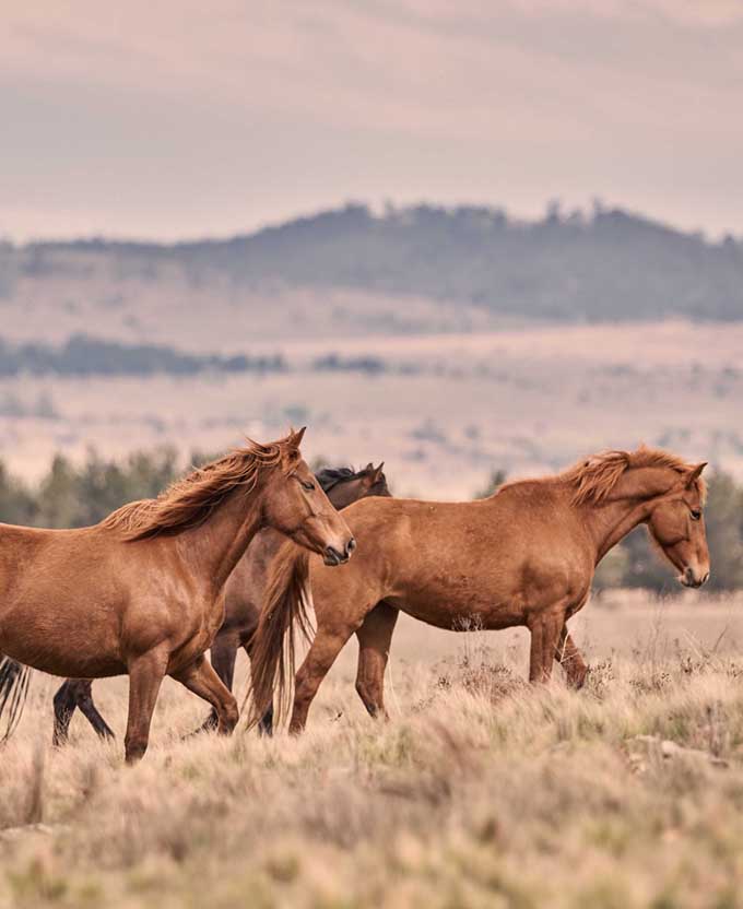 Brumbies II (Canvas)