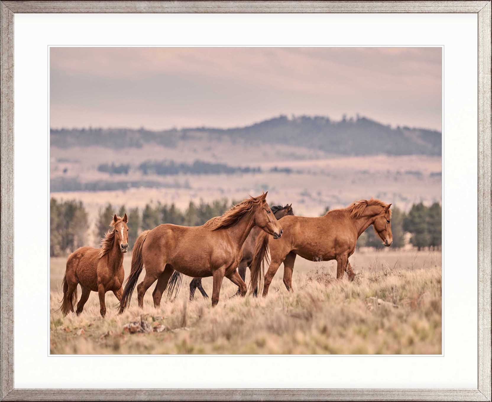 Brumbies II