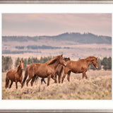 Brumbies II X-Large (1400mm W x 1000mm H) / Clear Acrylic