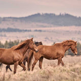 Brumbies II X-Large (1400mm W x 1000mm H) / Clear Acrylic