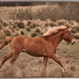 Brumbies IV (Canvas) Large (1109mm W x 903mm H)