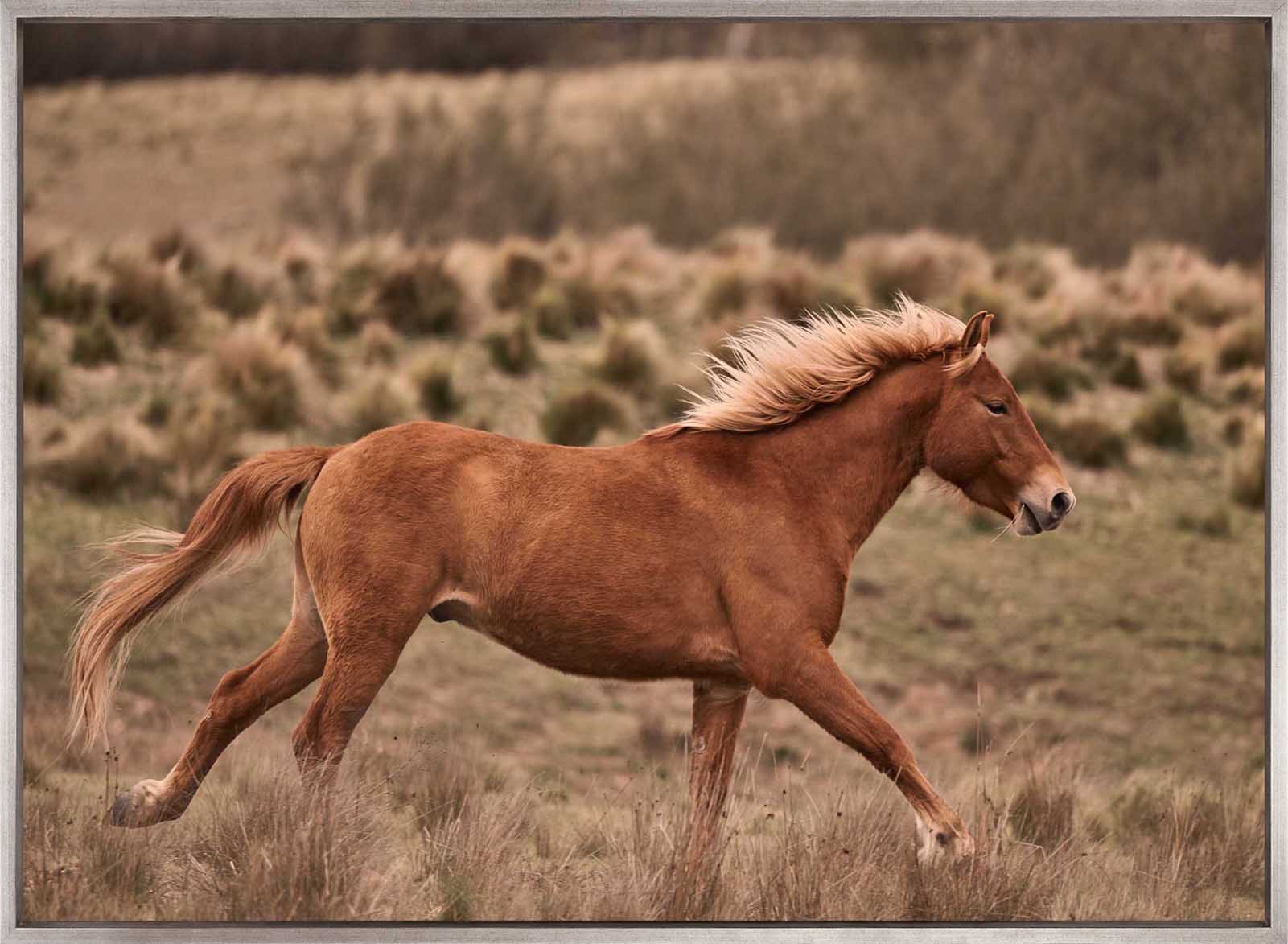 Brumbies IV (Canvas)