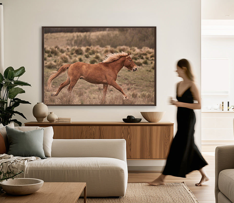 Brumbies IV (Canvas)