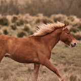 Brumbies IV (Canvas) Large (1109mm W x 903mm H)