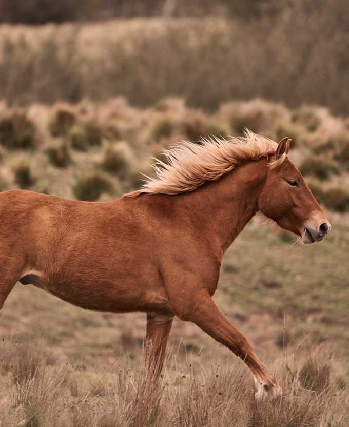 Brumbies IV (Canvas)