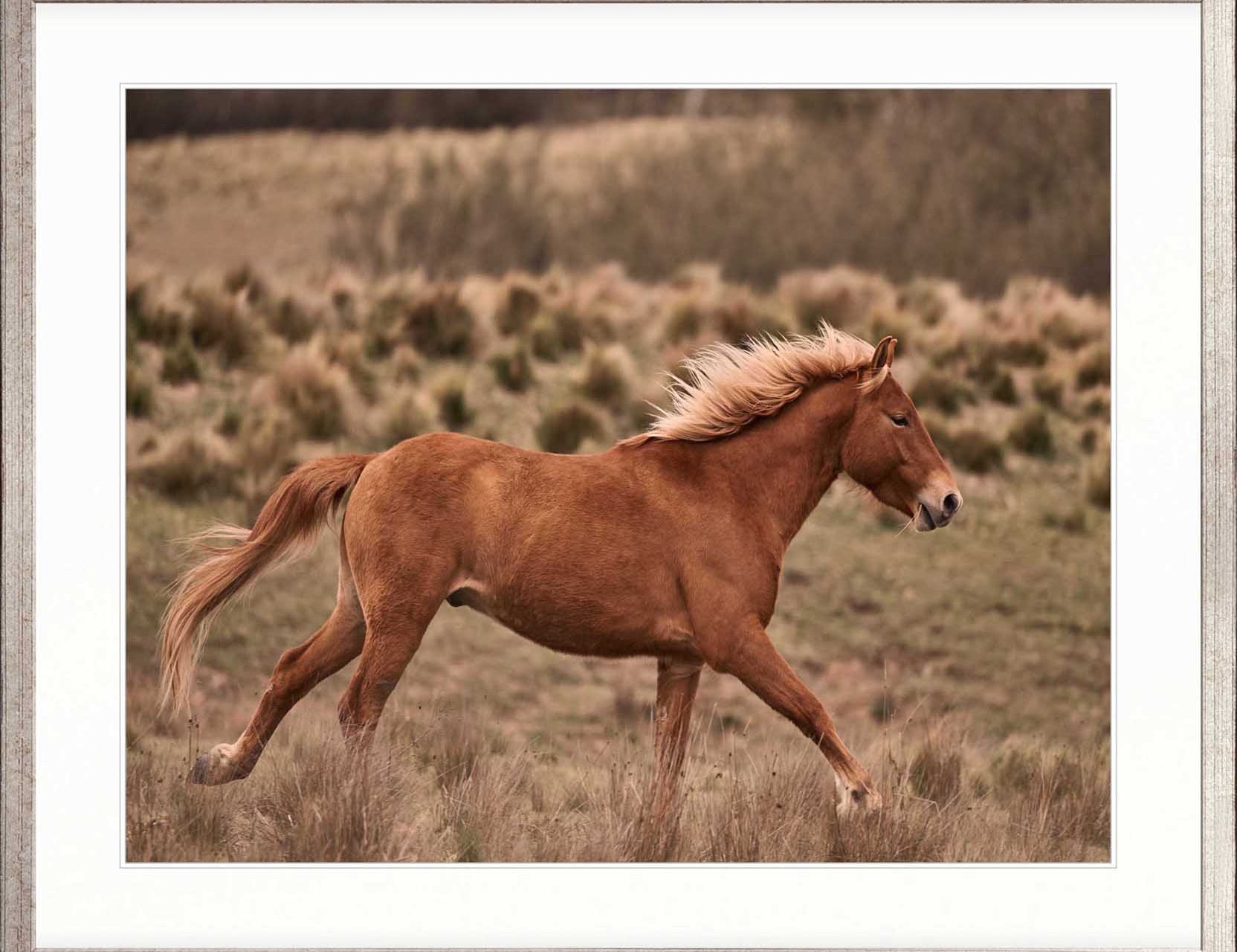 Brumbies IV