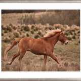 Brumbies IV X-Large (1400mm W x 1000mm H) / Clear Acrylic