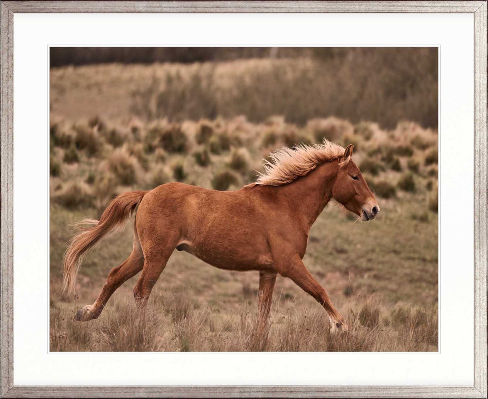 Brumbies IV