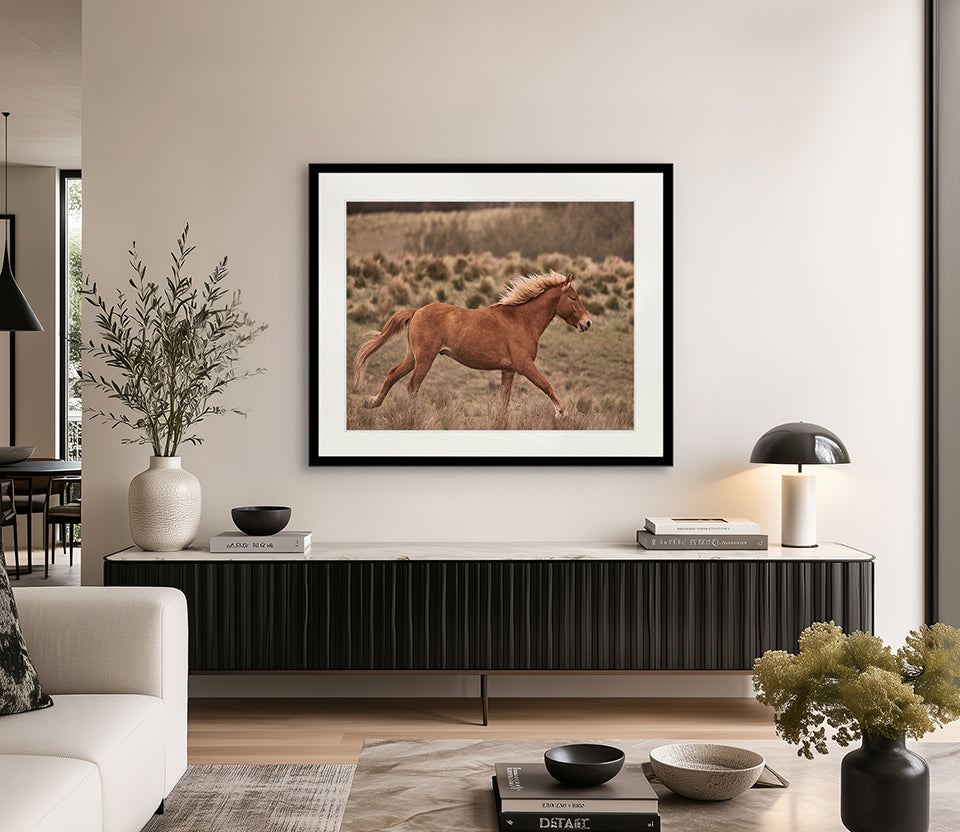 Brumbies IV