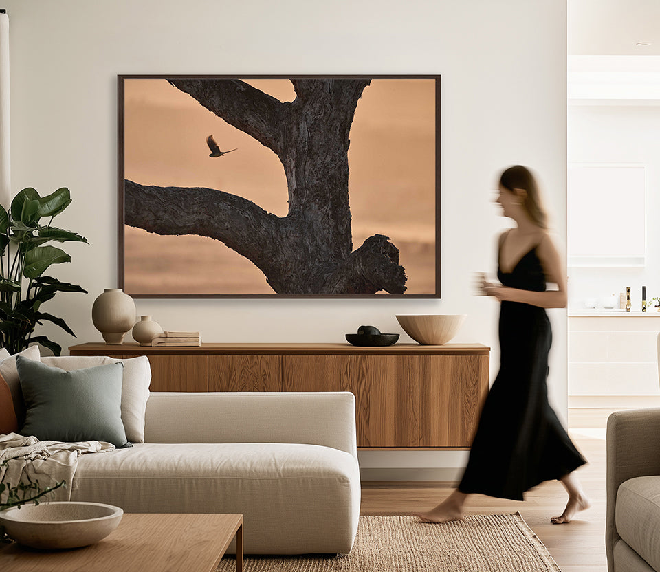 Brumbies V (Canvas)