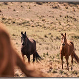 Brumbies VI (Canvas) Large (1109mm W x 903mm H)