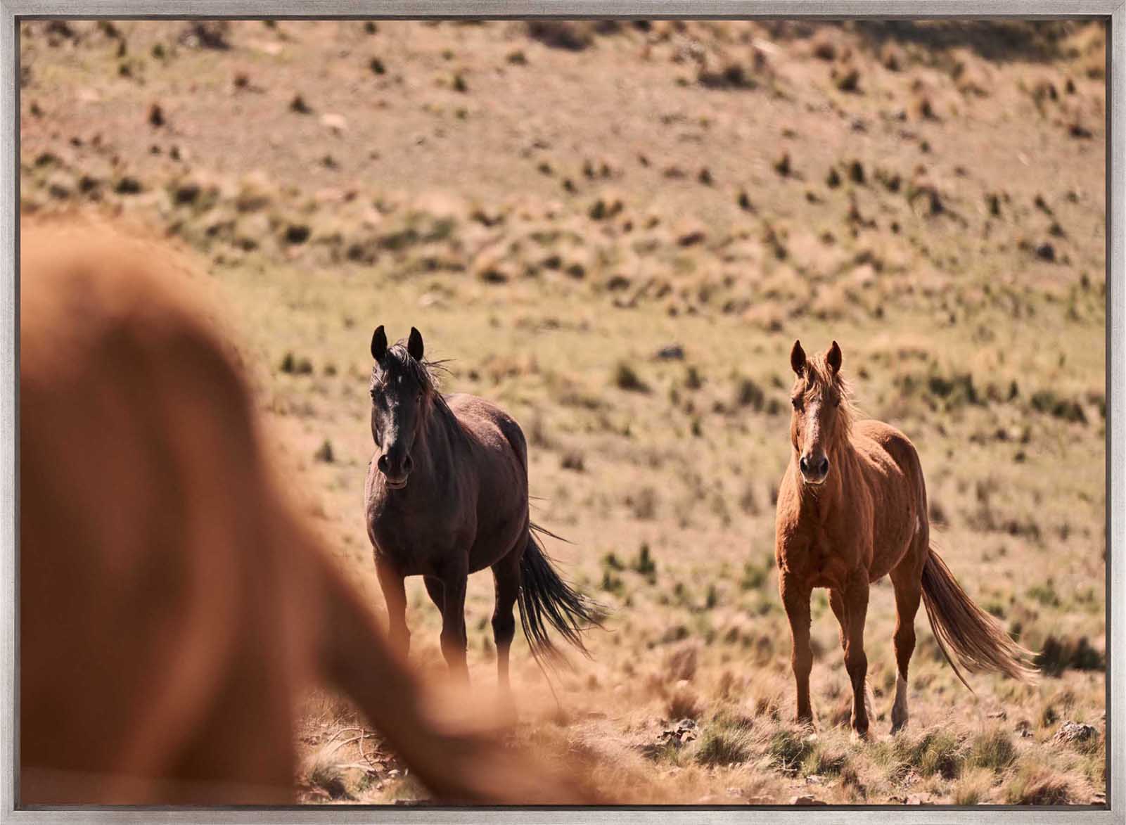 Brumbies VI (Canvas)