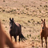 Brumbies VI (Canvas) Large (1109mm W x 903mm H)