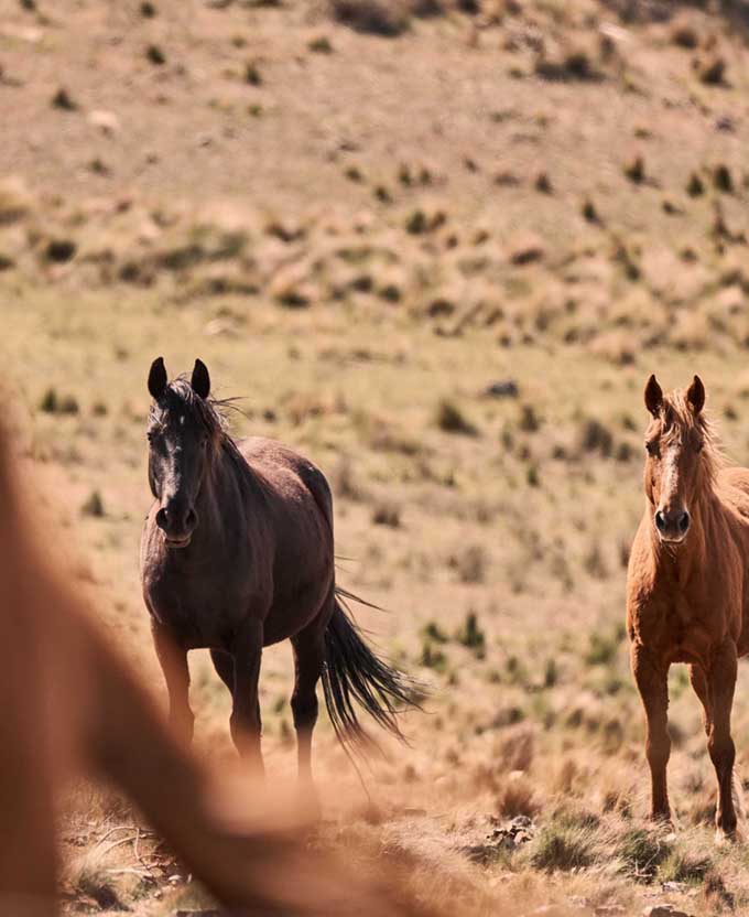 Brumbies VI (Canvas)