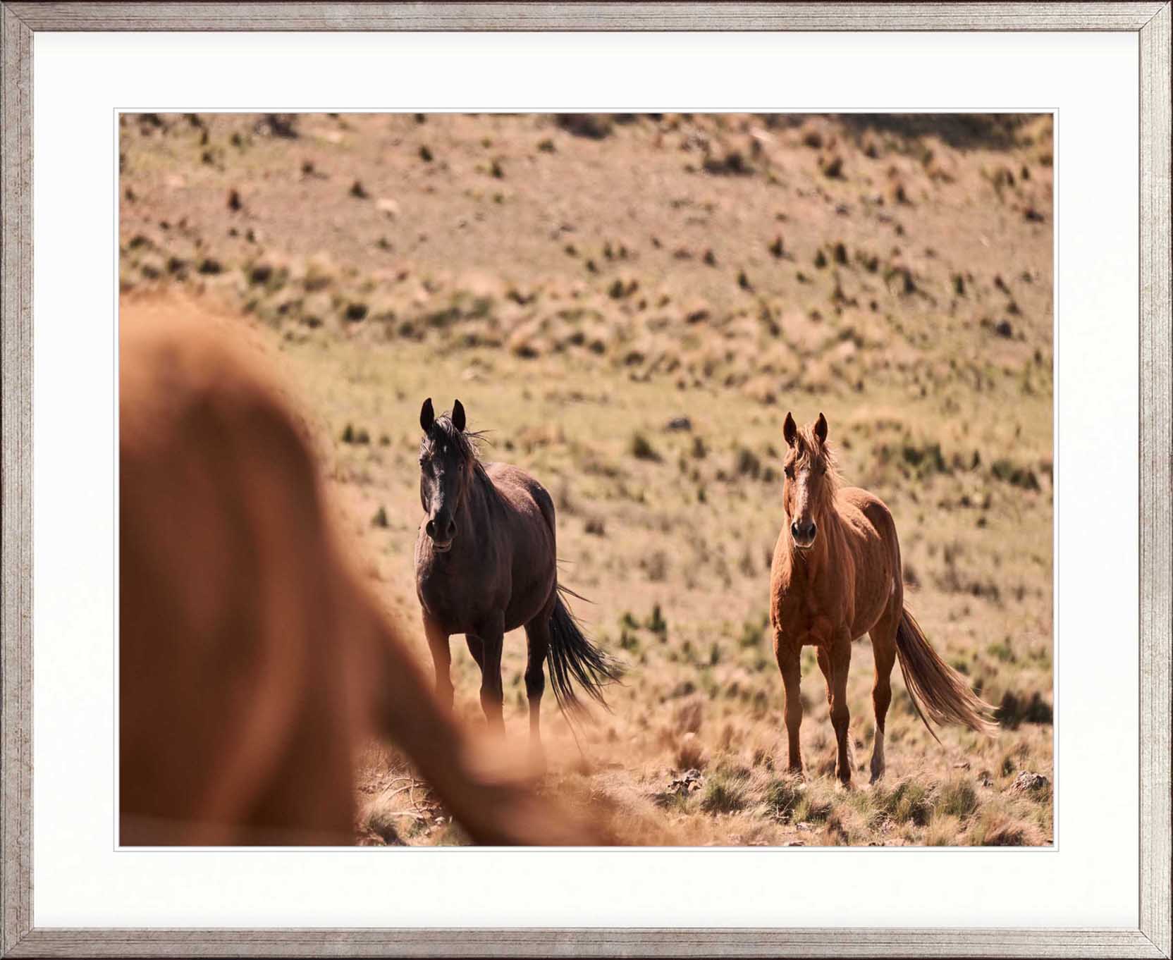 Brumbies VI