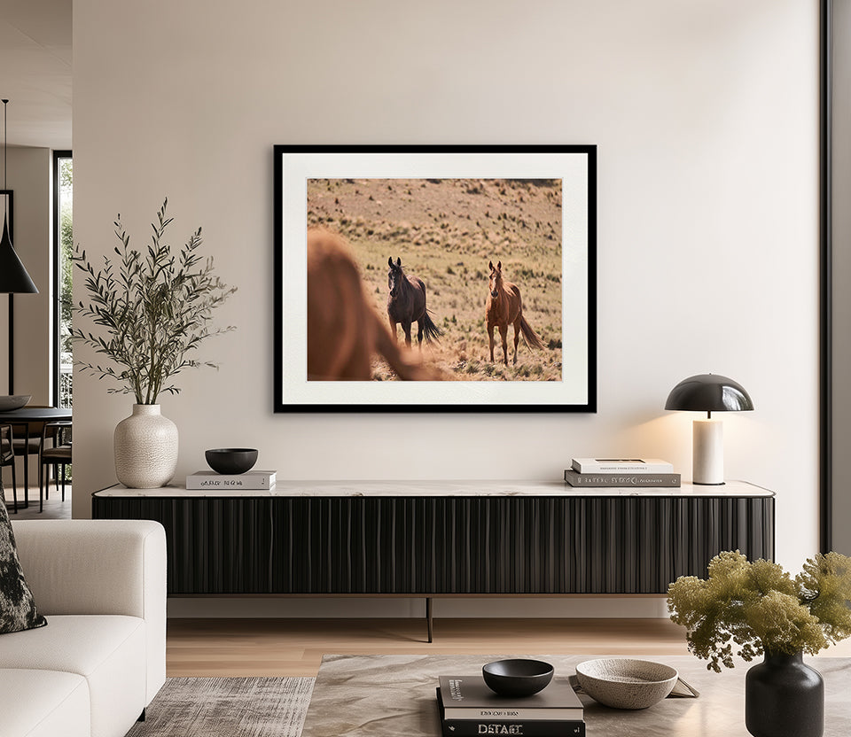 Brumbies VI