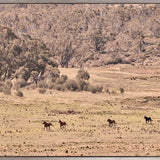 Brumbies VII (Canvas) Large (1109mm W x 903mm H)