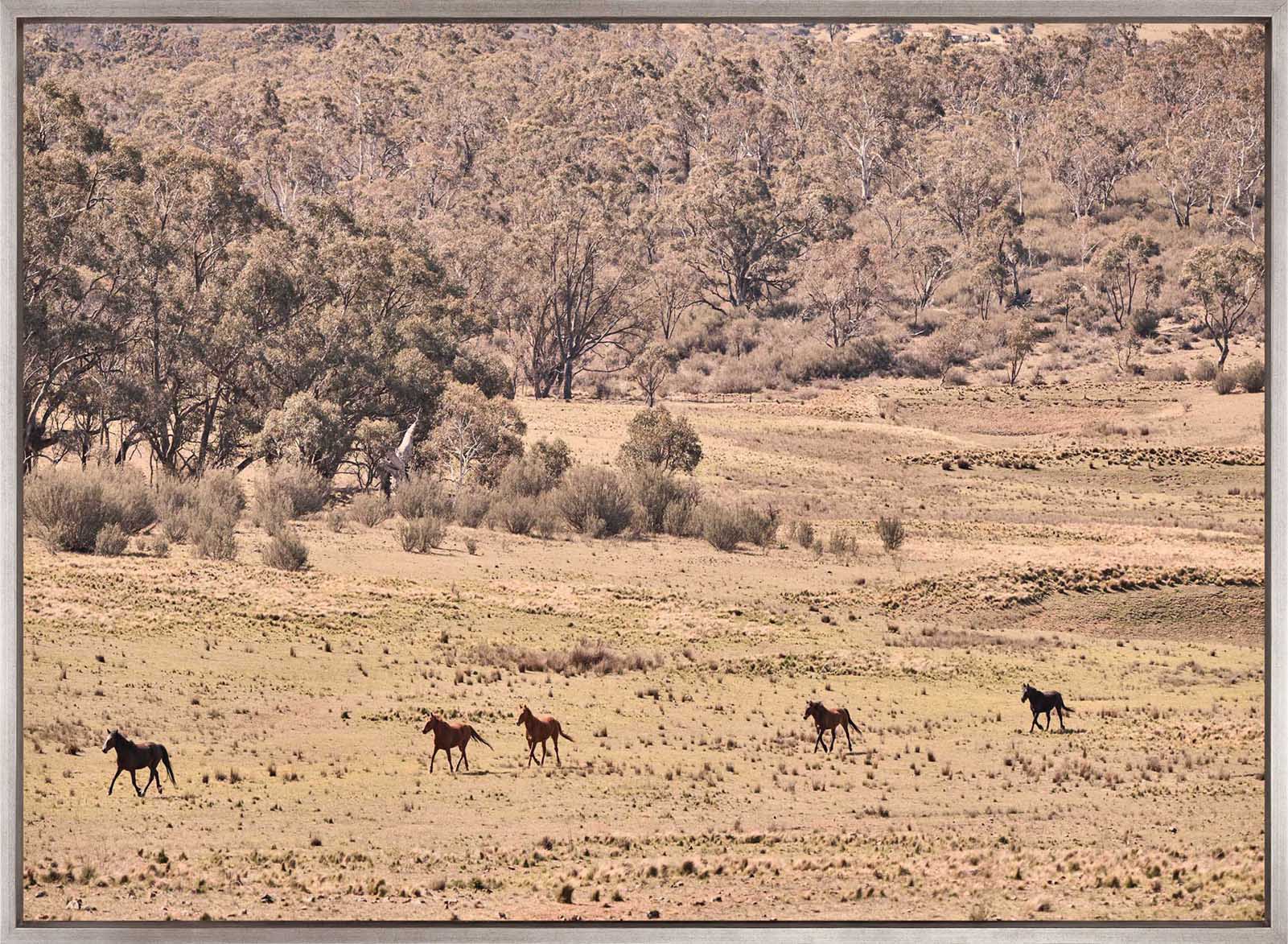 Brumbies VII (Canvas)