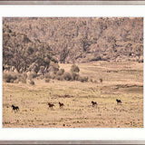 Brumbies VII X-Large (1400mm W x 1000mm H) / Clear Acrylic