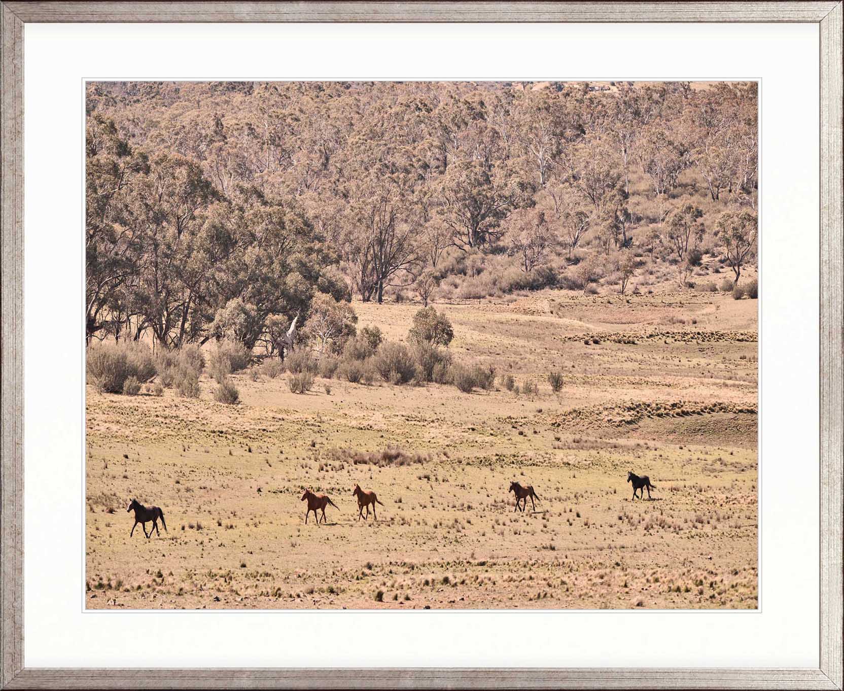Brumbies VII