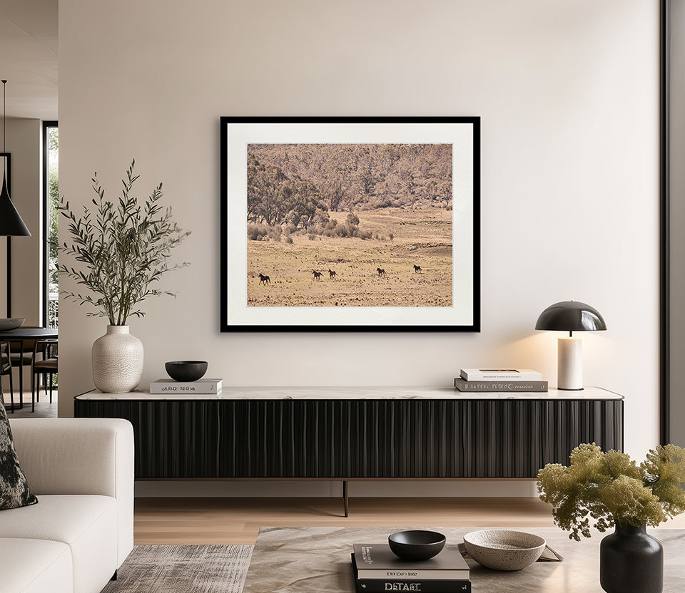 Brumbies VII