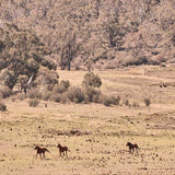 Brumbies VII X-Large (1400mm W x 1000mm H) / Clear Acrylic