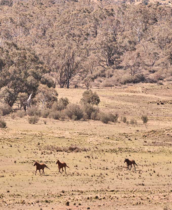 Brumbies VII