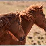 Brumbies VIII (Canvas) Large (1109mm W x 903mm H)