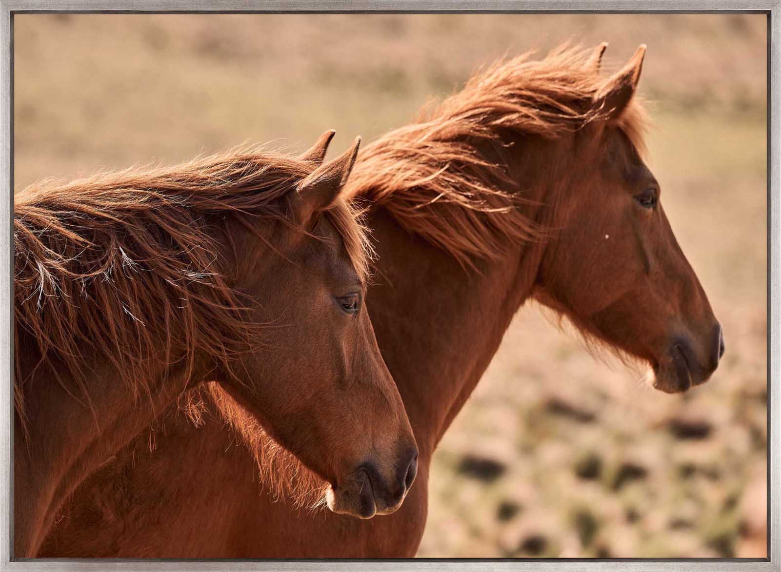 Brumbies VIII (Canvas)