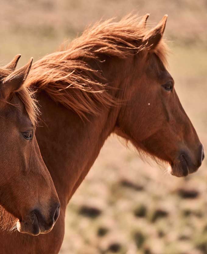 Brumbies VIII (Canvas)